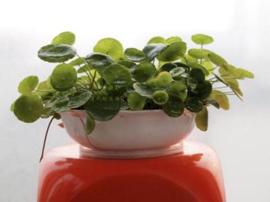 銅錢草的養(yǎng)殖方法和注意事項，老農(nóng)總結(jié)八大基本方法