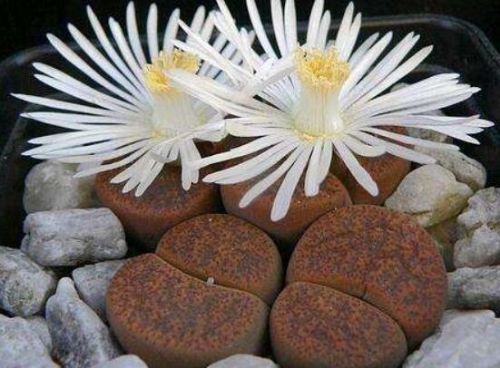 生石花有什么用，老農(nóng)總結(jié)最常見四個(gè)作用