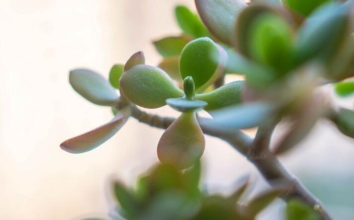 燕子掌的花語，吉祥如意和尊重敬畏
