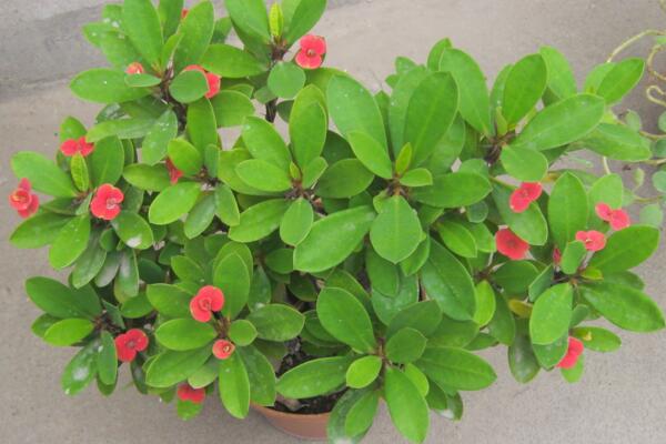 虎刺梅不開花怎么辦，加強通風(fēng)并增加光照