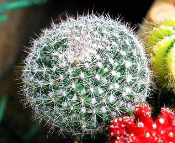 仙人球的養(yǎng)殖方法和注意事項，做好五個要點一年四季健康茂盛