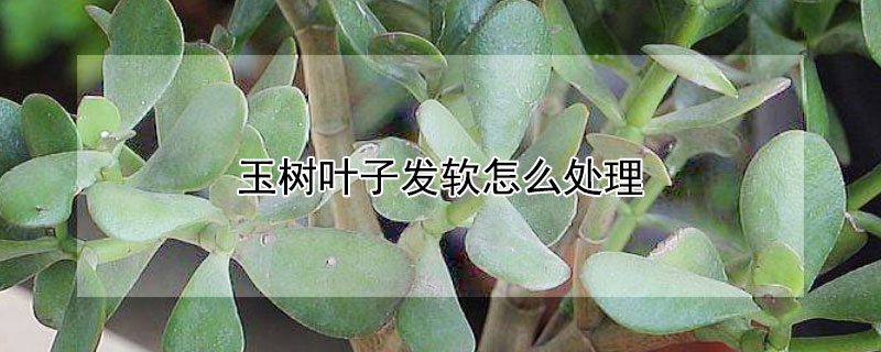 玉樹葉子發(fā)軟怎么處理