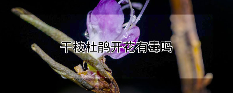 干枝杜鵑開(kāi)花有毒嗎