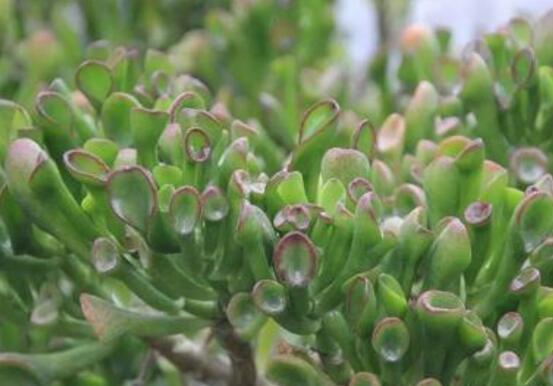 玉樹冬天怎么養(yǎng)，教你六個方法安然過冬