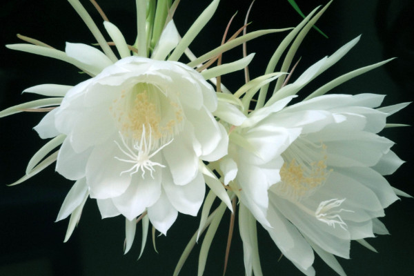 曇花如何養(yǎng)殖，土壤要富含腐殖質(zhì)營養(yǎng)