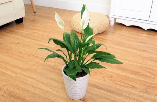 一帆風(fēng)順能澆淘米水嗎，做好這三點(diǎn)使盆土更加肥沃(能澆)