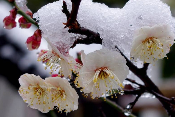 梅花養(yǎng)殖的方法和注意事項