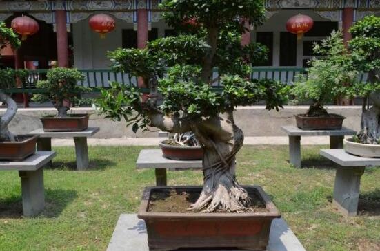 榕樹(shù)怎么養(yǎng)長(zhǎng)得快，做好五個(gè)要點(diǎn)生長(zhǎng)郁郁蔥蔥/根系健壯