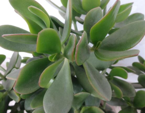 玉樹(shù)燕子掌怎么區(qū)分，主要從葉和花序上辨別