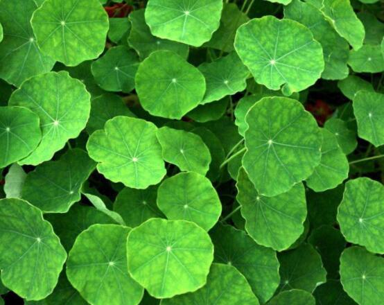 銅錢草焉了怎么回事，多半是澆水和光照不當(dāng)導(dǎo)致