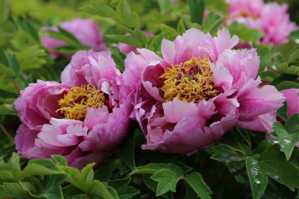 牡丹什么時候開花季節(jié)