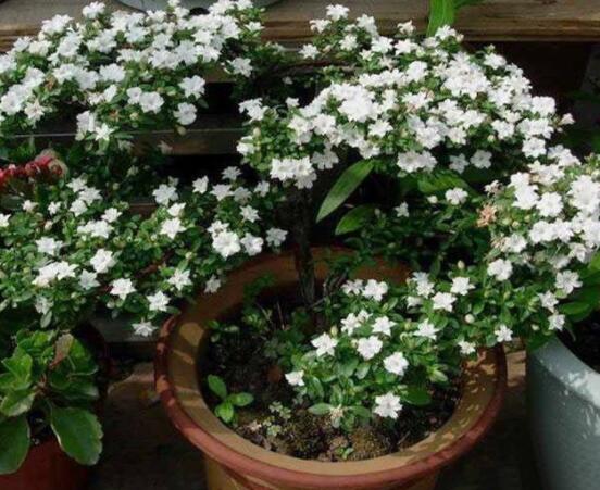 六月雪養(yǎng)殖技術(shù)，老農(nóng)總結(jié)六點(diǎn)必要養(yǎng)護(hù)方法(枝葉翠綠)