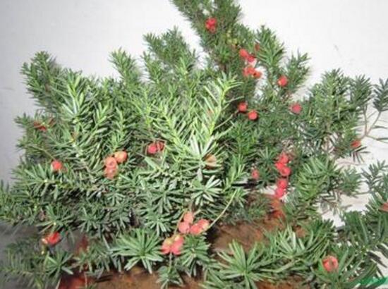 紅豆杉盆景怎么修剪，遵循兩點原則掌握六點方法