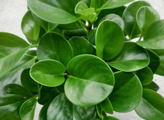 青葉碧玉怎么養(yǎng)，掌握八大核心保證你家的碧玉爆盆綠油油