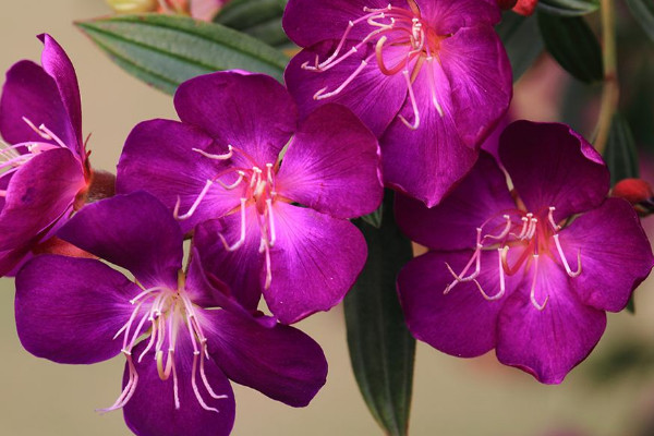 巴西野牡丹的養(yǎng)殖方法和注意事項