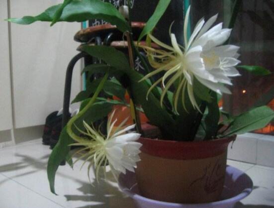 曇花開代表什么預兆，預兆著好事成雙、喜事臨門