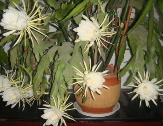 曇花怎么養(yǎng)，注意盆土是關(guān)鍵/肥水要合理