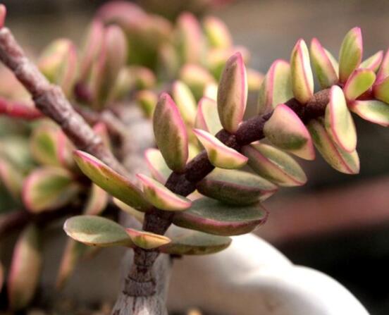 雅樂之舞水培怎么養(yǎng)，勤換水、保持合適溫度光照/前期養(yǎng)護(hù)