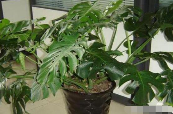 龜背竹用深盆還是淺盆，透氣性強深盆為主(陶盆/紫砂盆/泥瓦盆)