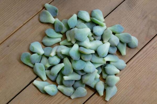 寶石花怎樣用葉子繁殖，寶石紅葉子繁殖5大要點