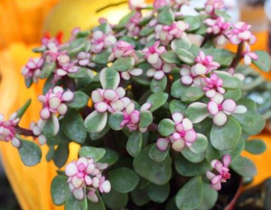 雅樂之舞為什么不紅，做好合適盆土/保持充足光照