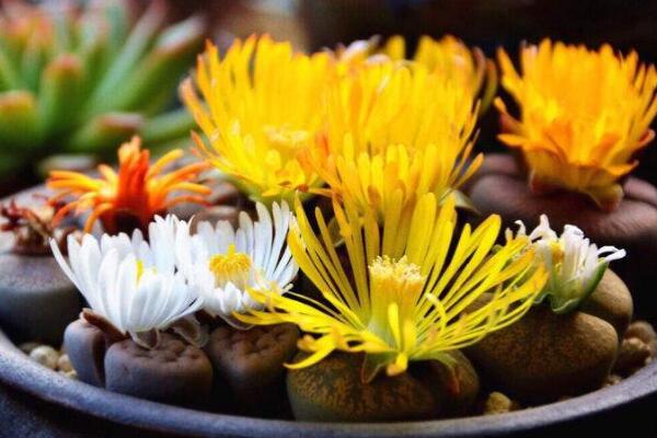 生石花開花還能活嗎，開花后會脫皮但不會死