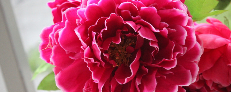 牡丹什么時候開花季節(jié)