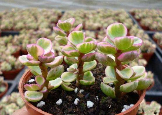 雅樂之舞如何變粉，五個(gè)小妙招教你變得粉紅