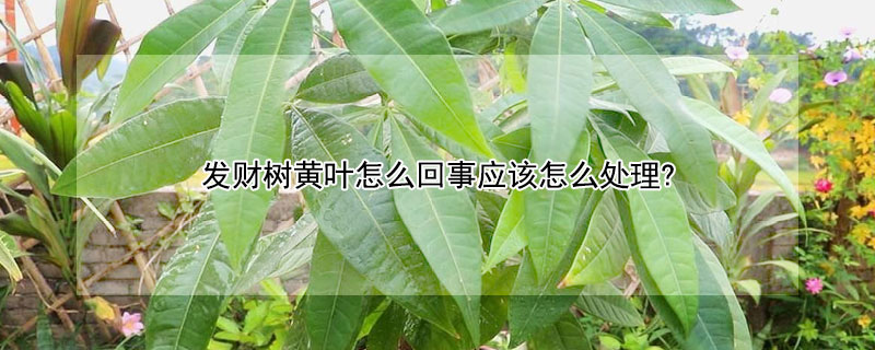 發(fā)財樹黃葉怎么回事應(yīng)該怎么處理?