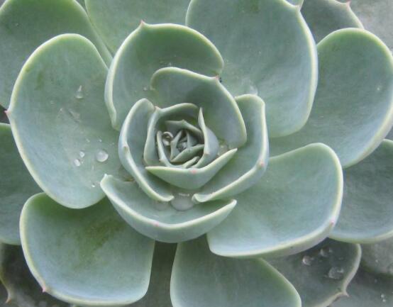 寶石花特點是什么，藥用價值是最大特色