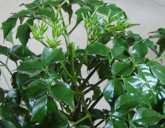 幸福樹水生根技巧，做好四點步驟即可水培爆盆