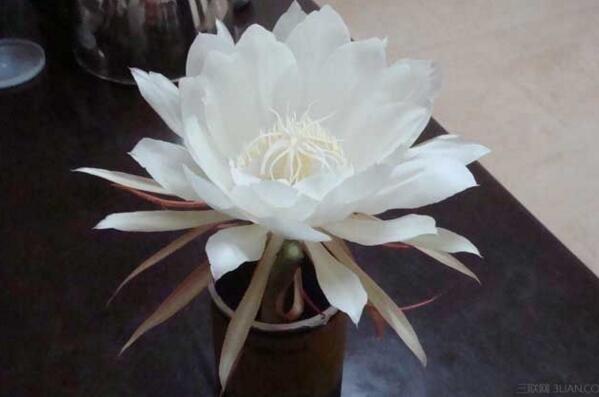 曇花對(duì)室內(nèi)家居的影響，觀賞以及凈化最突出