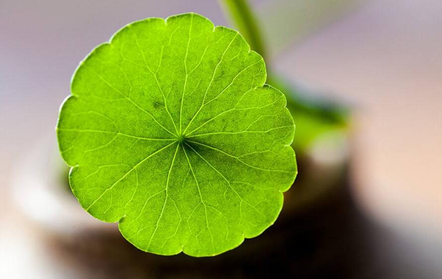 銅錢(qián)草放在什么位置好，放在陽(yáng)臺(tái)上最合適