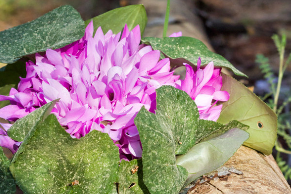 仙客來怎么養(yǎng)家庭養(yǎng)法