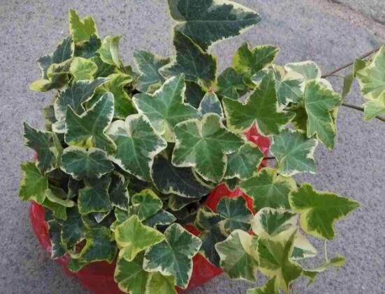 常春藤怎么養(yǎng)長(zhǎng)得壯，只需要做好五個(gè)要點(diǎn)即可