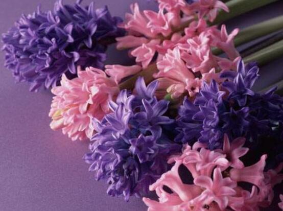 好看的風(fēng)信子圖片欣賞，姿色優(yōu)美，色彩艷麗