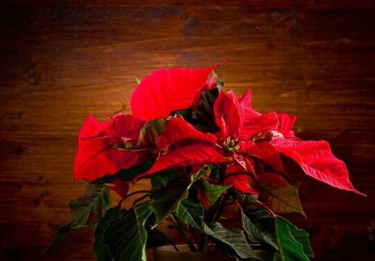 一品紅的寓意，象征冬日中的暖陽