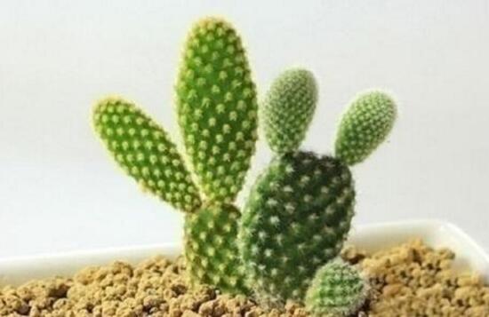 仙人球怎么養(yǎng)長(zhǎng)得快，盆栽仙人球的養(yǎng)殖方法