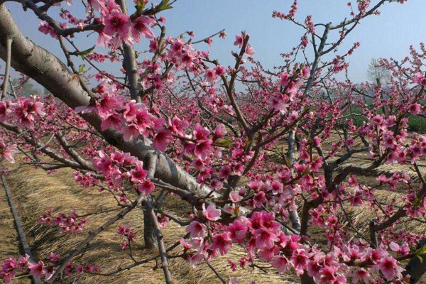 桃樹修剪技術(shù)