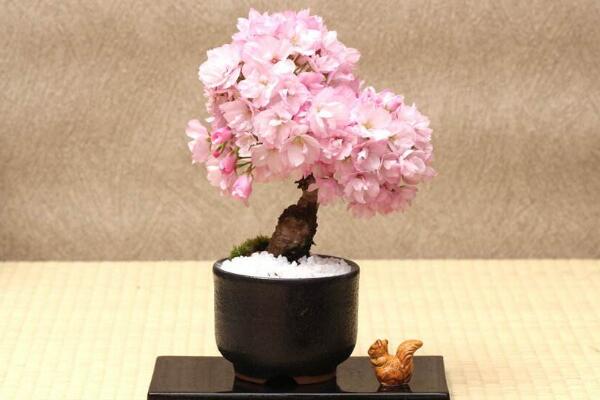 盆栽櫻花的養(yǎng)殖方法，掌握以下要點是關(guān)鍵