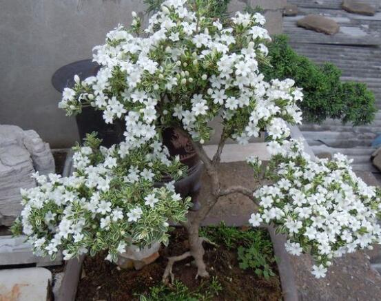 六月雪怎么變粗，做好六點基本方法生長粗壯