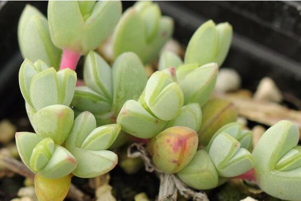 碧玉蓮的養(yǎng)護(hù)方法，做好五個(gè)方面的管理