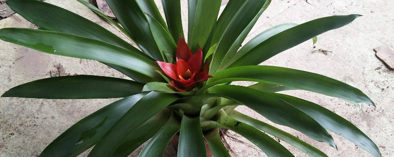 鴻運當(dāng)頭怎么管理