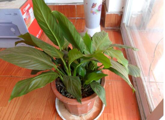 一帆風(fēng)順為什么不開花，一帆風(fēng)順不開花怎么辦