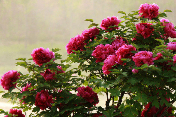 牡丹春天什么時(shí)候澆水