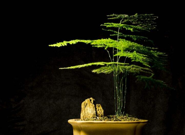 為什么家里不能養(yǎng)文竹，這是不科學的理論