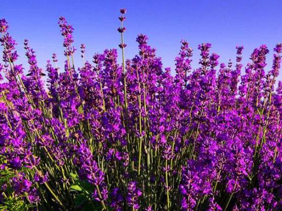 薰衣草的花語(yǔ)是什么，代表著心心相印、愛情的等待