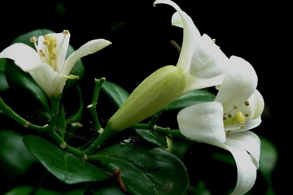 九里香換盆注意事項