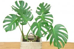 龜背竹葉子滴水有毒嗎，有毒（有腐蝕性和刺激性）