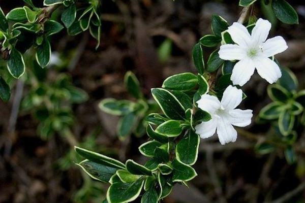 金邊六月雪的養(yǎng)殖方法和注意事項